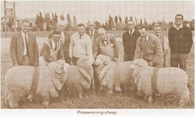 Prizewinning Sheep picture