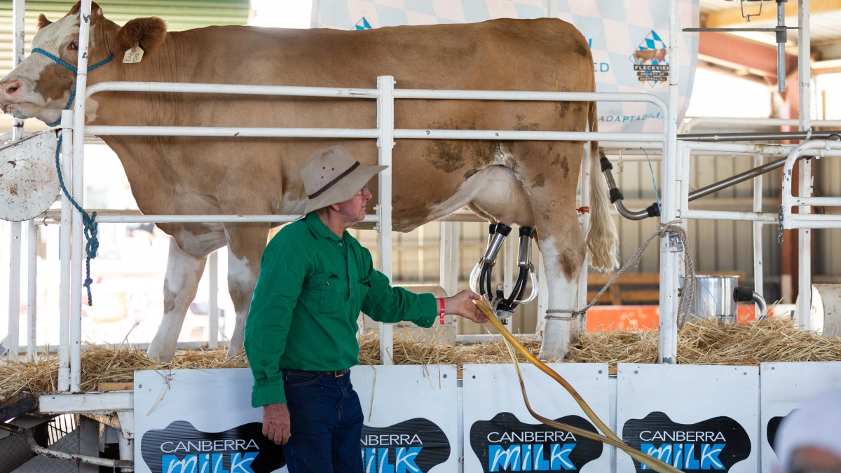This is an image of a cow being milked at a previous Royal Canberra Show